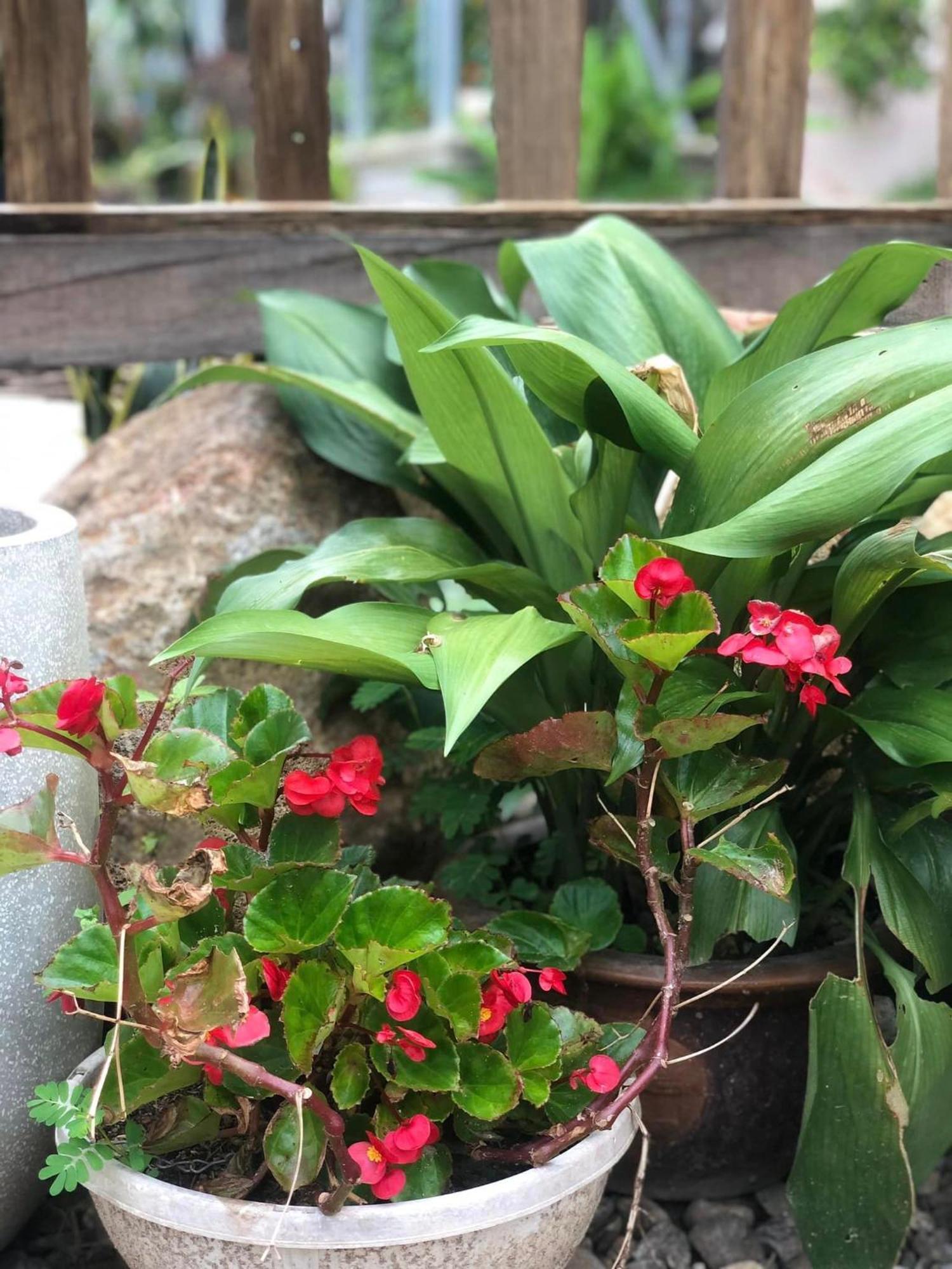 Tran Gia Homestay Nghia Lo Kültér fotó
